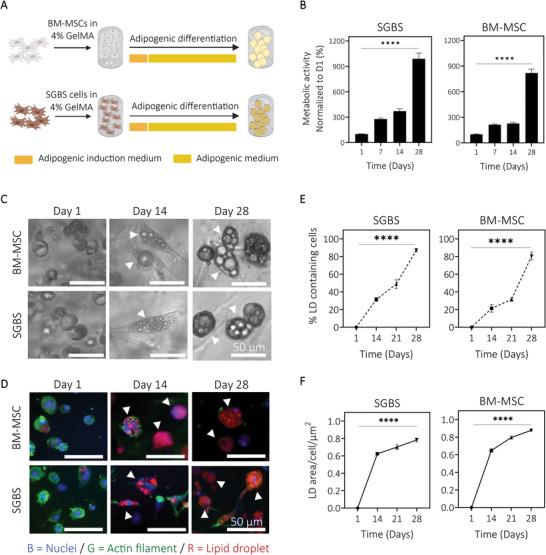 https://cdn.ncbi.nlm.nih.gov/pmc/blobs/da21/11469108/345a8d403ad4/ADHM-12-2201701-g007.jpg