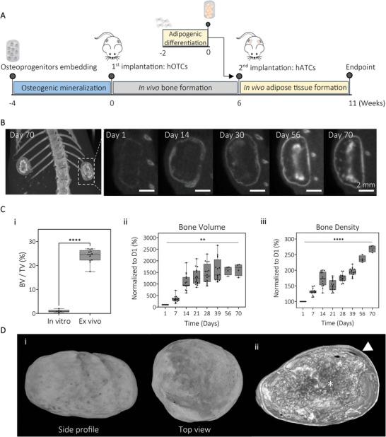 https://cdn.ncbi.nlm.nih.gov/pmc/blobs/da21/11469108/8b7112bcb1ab/ADHM-12-2201701-g002.jpg