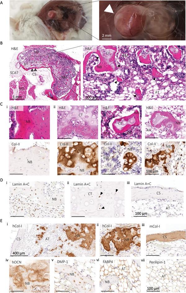 https://cdn.ncbi.nlm.nih.gov/pmc/blobs/da21/11469108/d0dc44244e33/ADHM-12-2201701-g004.jpg