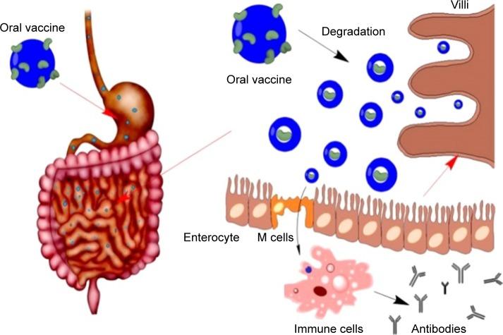 https://cdn.ncbi.nlm.nih.gov/pmc/blobs/da21/5968786/362dedd64daf/ijn-13-2973Fig1.jpg