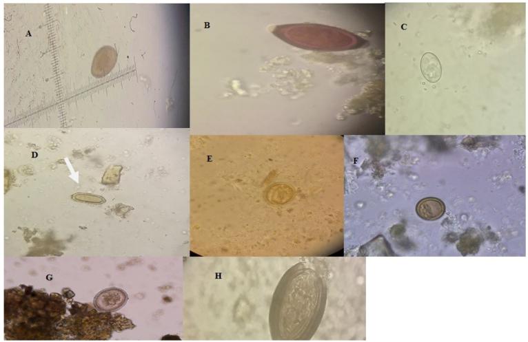 https://cdn.ncbi.nlm.nih.gov/pmc/blobs/da27/5894391/9eb1a8e46365/jvetres-61-189-g002.jpg