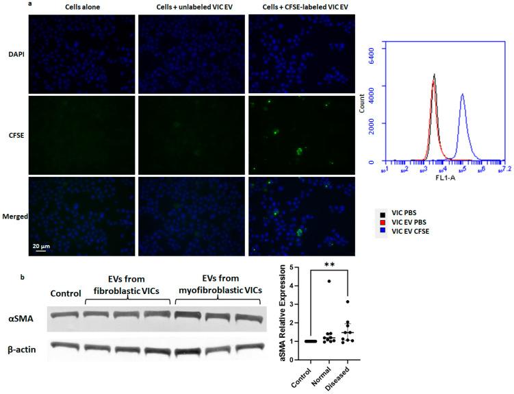 https://cdn.ncbi.nlm.nih.gov/pmc/blobs/da28/10855421/35e266c37ed0/ijms-25-01468-g006.jpg