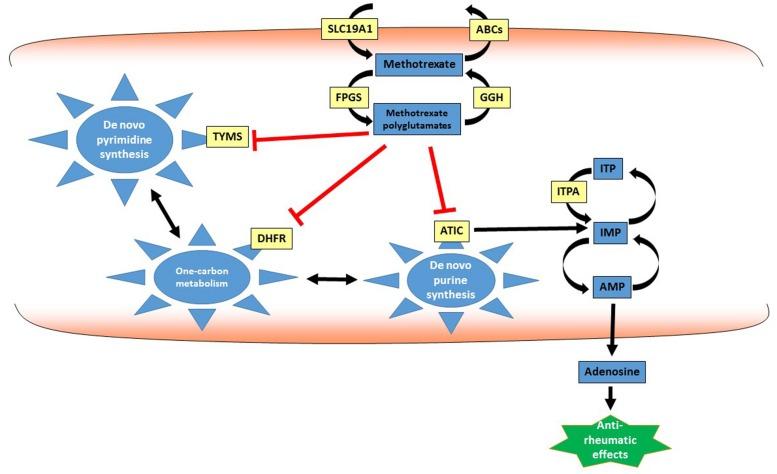 https://cdn.ncbi.nlm.nih.gov/pmc/blobs/da2b/4369651/c068d2c288bd/fphar-06-00052-g001.jpg