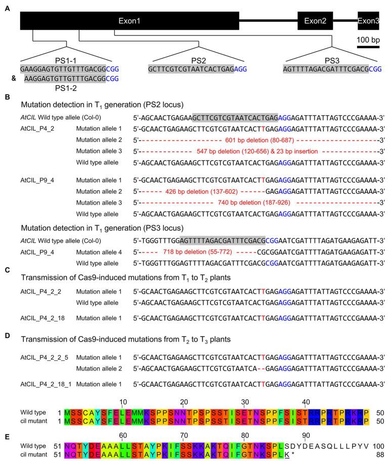 https://cdn.ncbi.nlm.nih.gov/pmc/blobs/da2b/8215611/0920bc73937c/fpls-12-681375-g002.jpg