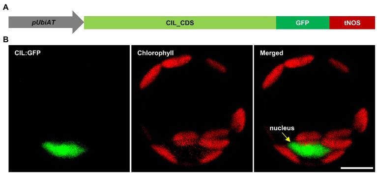https://cdn.ncbi.nlm.nih.gov/pmc/blobs/da2b/8215611/30d68561121f/fpls-12-681375-g003.jpg
