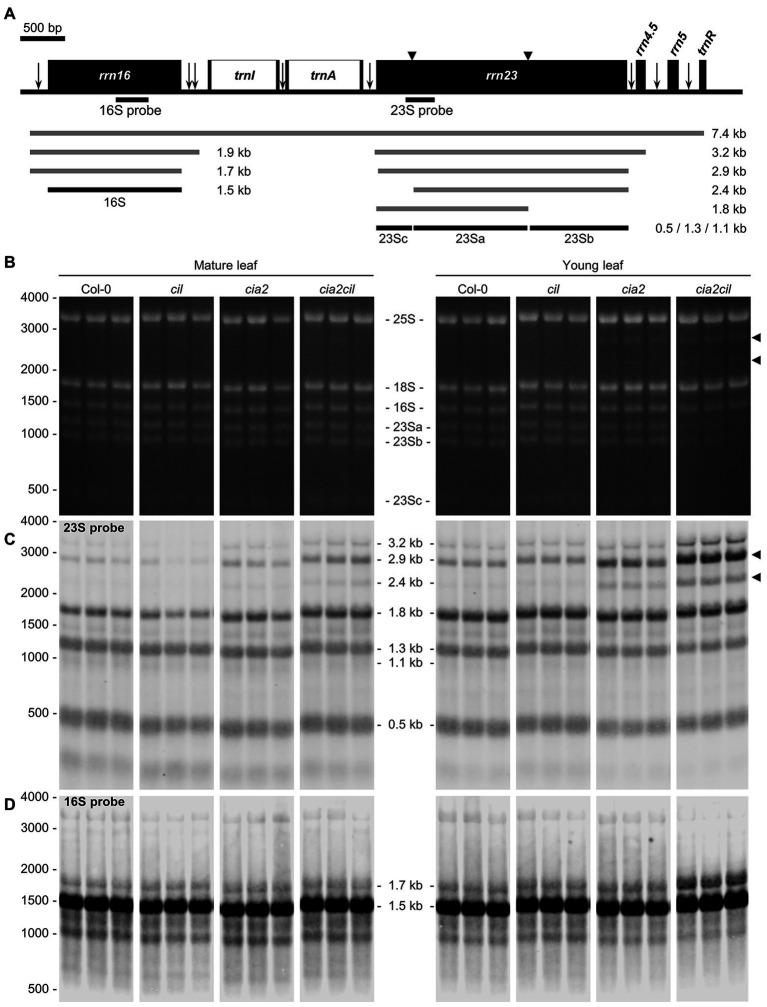 https://cdn.ncbi.nlm.nih.gov/pmc/blobs/da2b/8215611/74b72cddba92/fpls-12-681375-g006.jpg