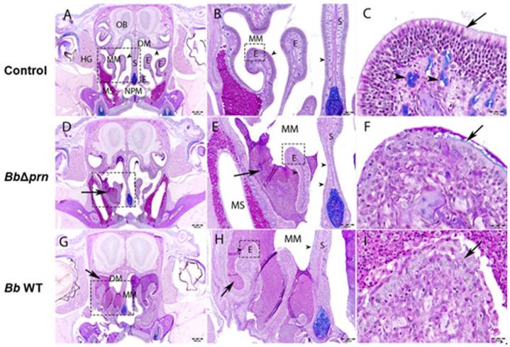 https://cdn.ncbi.nlm.nih.gov/pmc/blobs/da2d/8336816/2b9ab9e6e250/ppat.1009735.g002.jpg