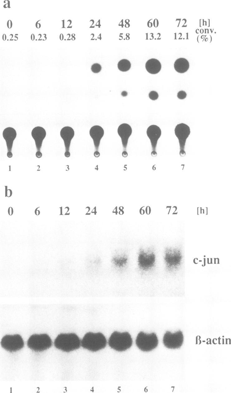 https://cdn.ncbi.nlm.nih.gov/pmc/blobs/da2f/556437/e9c53162adb5/emboj00086-0174-a.jpg
