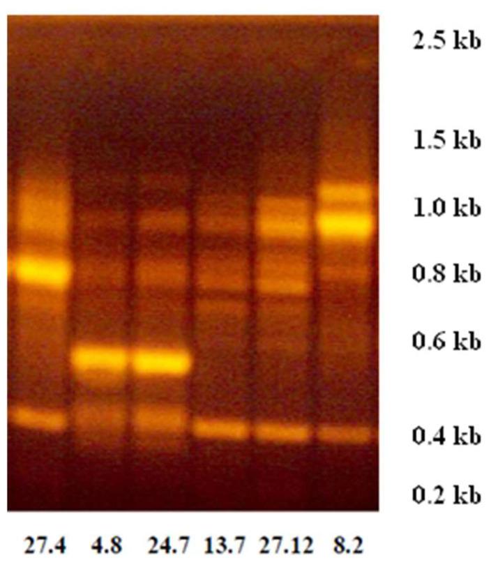 https://cdn.ncbi.nlm.nih.gov/pmc/blobs/da31/10378606/be90dda0d503/foods-12-02676-g001.jpg