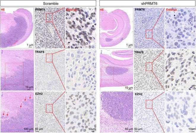 https://cdn.ncbi.nlm.nih.gov/pmc/blobs/da31/11266590/3d6af72dde4b/41419_2024_6920_Fig8_HTML.jpg
