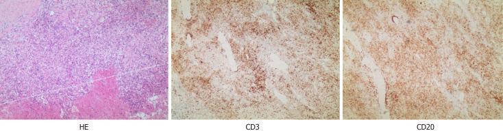 https://cdn.ncbi.nlm.nih.gov/pmc/blobs/da32/11718573/0db97b47e381/98979-g003.jpg