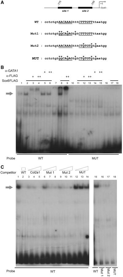 https://cdn.ncbi.nlm.nih.gov/pmc/blobs/da32/3025548/74ea1c7fc3e2/gkq819f4.jpg