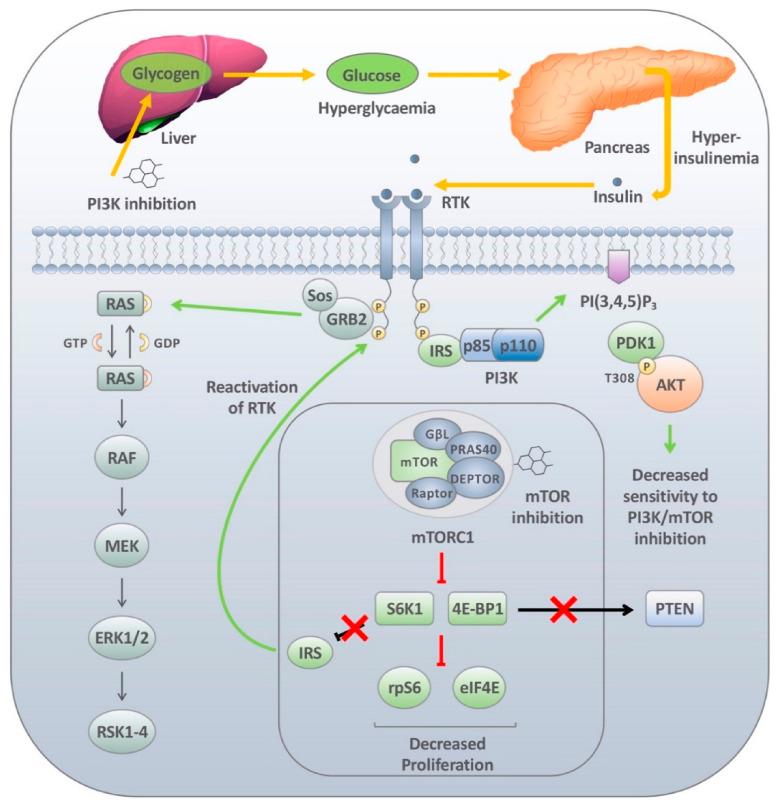 https://cdn.ncbi.nlm.nih.gov/pmc/blobs/da35/8037590/4ac17232fe6c/cancers-13-01538-g002.jpg