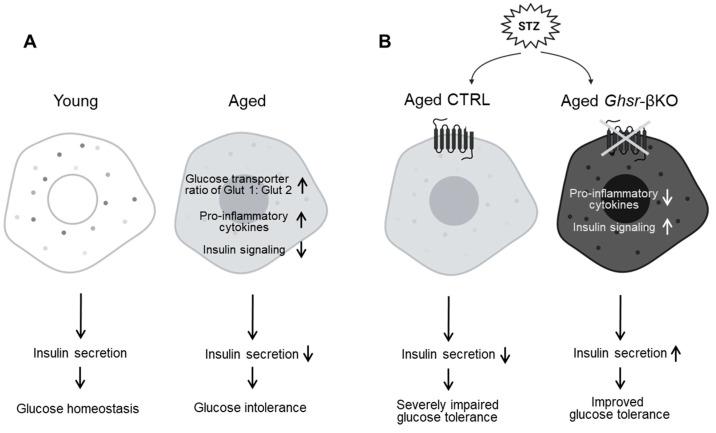 https://cdn.ncbi.nlm.nih.gov/pmc/blobs/da37/11123813/b8b6995298e7/nutrients-16-01464-g008.jpg