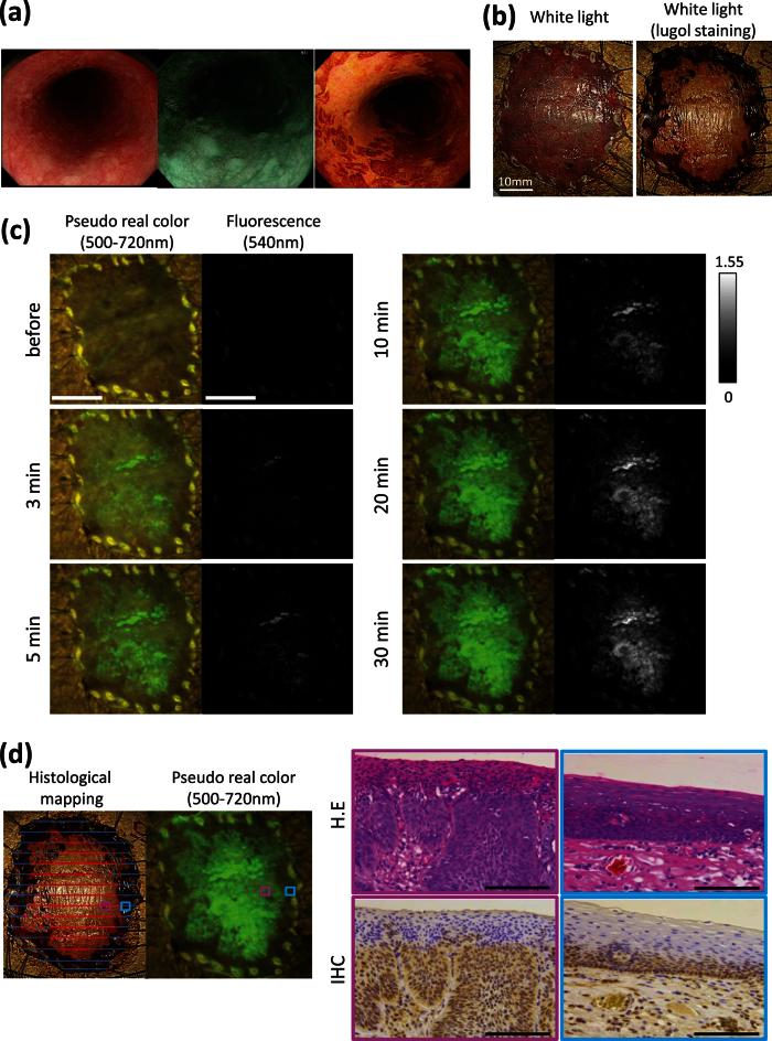 https://cdn.ncbi.nlm.nih.gov/pmc/blobs/da37/4887889/5f4952c56941/srep26399-f5.jpg