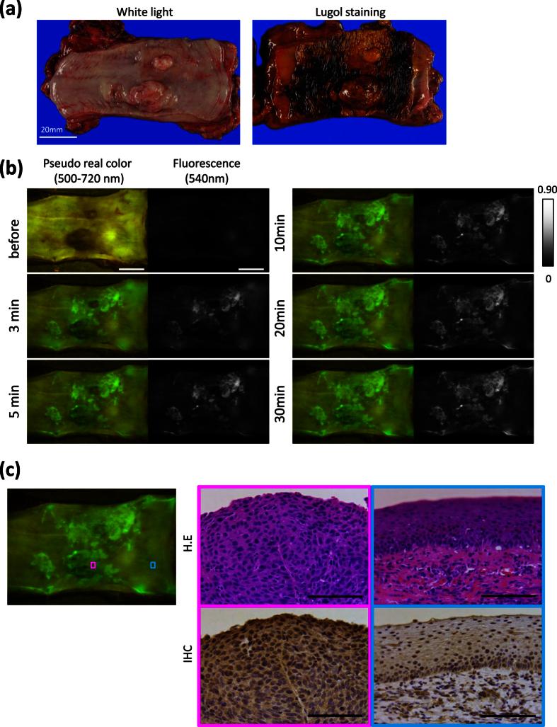 https://cdn.ncbi.nlm.nih.gov/pmc/blobs/da37/4887889/73a5488231a1/srep26399-f4.jpg