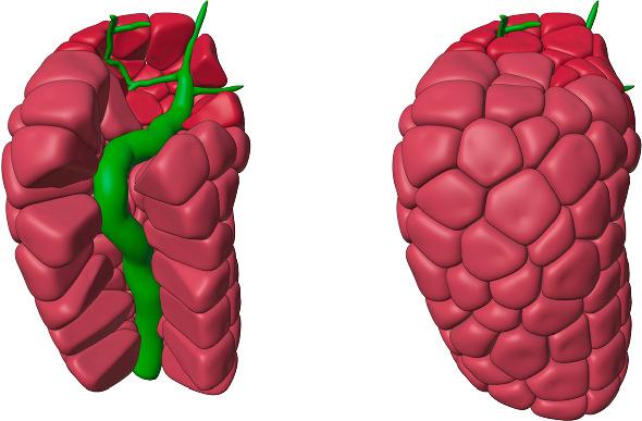 https://cdn.ncbi.nlm.nih.gov/pmc/blobs/da37/9262821/a395882b6dbe/11538_2022_1041_Fig5_HTML.jpg