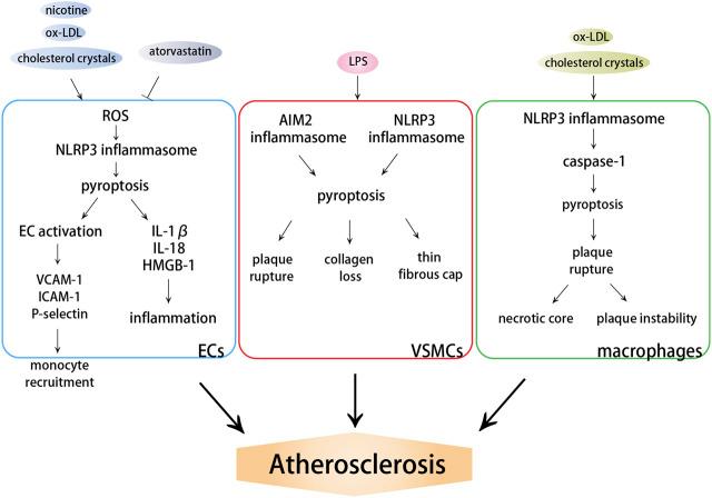 https://cdn.ncbi.nlm.nih.gov/pmc/blobs/da3f/8793783/019385749d3c/fcell-09-809955-g002.jpg