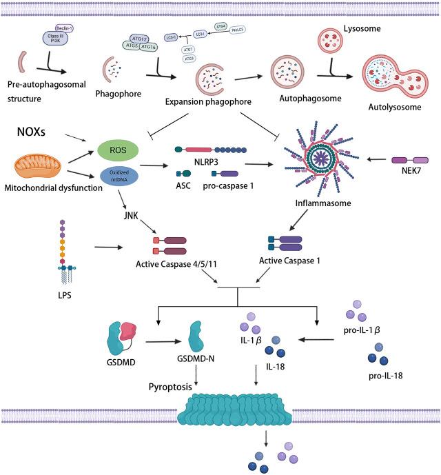 https://cdn.ncbi.nlm.nih.gov/pmc/blobs/da3f/8793783/c8739f639c2f/fcell-09-809955-g004.jpg