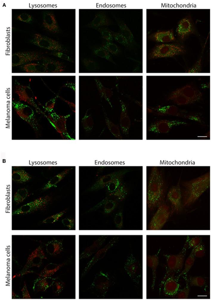 https://cdn.ncbi.nlm.nih.gov/pmc/blobs/da41/5403830/aefd2494ce5f/fchem-05-00028-g0005.jpg