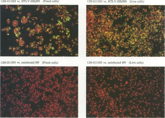 https://cdn.ncbi.nlm.nih.gov/pmc/blobs/da44/248937/7099b3b9d39c/jvirol00052-0267-a.jpg