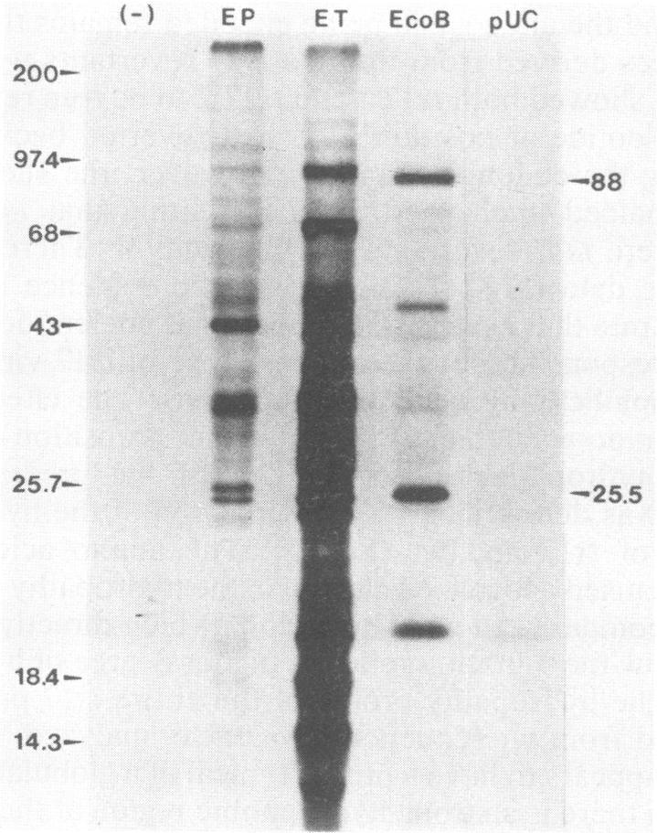 https://cdn.ncbi.nlm.nih.gov/pmc/blobs/da44/254115/f22d0c203771/jvirol00096-0112-a.jpg