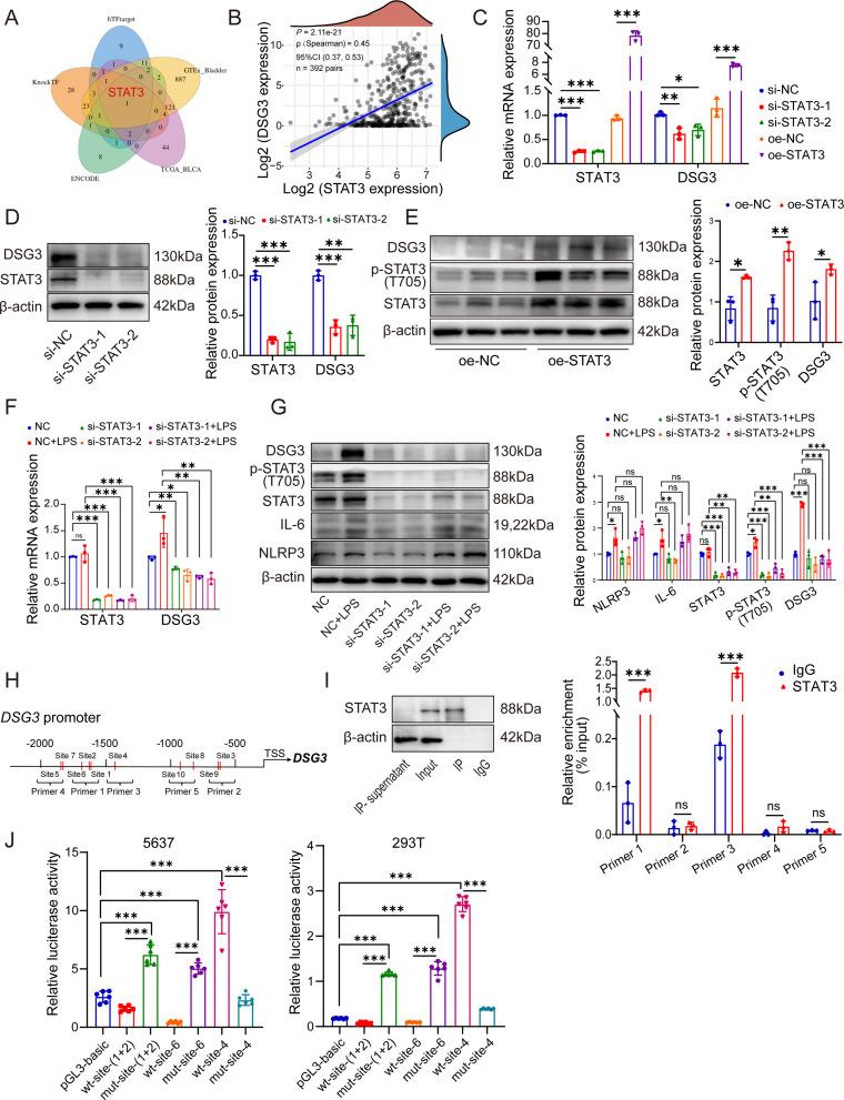 https://cdn.ncbi.nlm.nih.gov/pmc/blobs/da48/12225158/209cb0d603b0/12967_2025_6754_Fig5_HTML.jpg