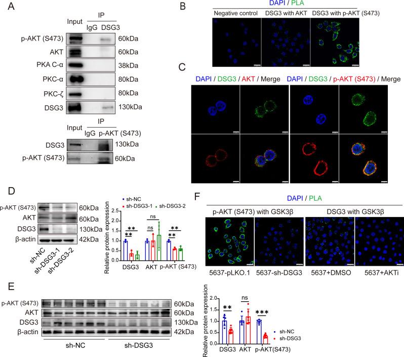 https://cdn.ncbi.nlm.nih.gov/pmc/blobs/da48/12225158/28356a893f2b/12967_2025_6754_Fig9_HTML.jpg