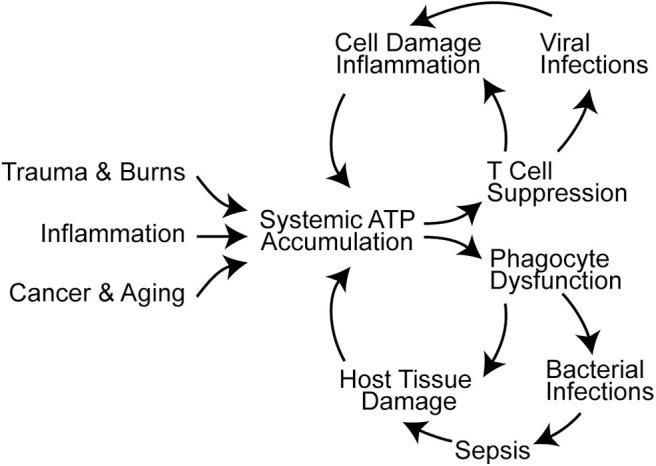 https://cdn.ncbi.nlm.nih.gov/pmc/blobs/da4c/7550529/2d11b31f7409/fimmu-11-549889-g0002.jpg