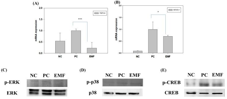 https://cdn.ncbi.nlm.nih.gov/pmc/blobs/da4f/9959640/f52db5584d18/ijms-24-03058-g006.jpg
