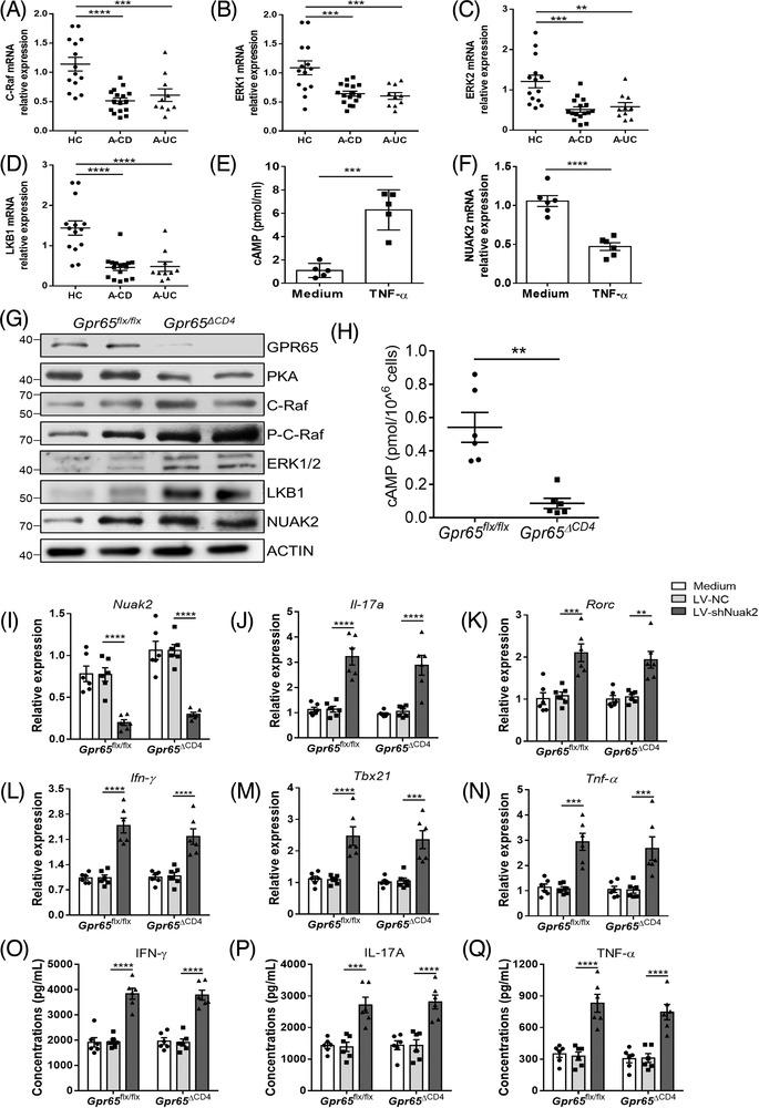 https://cdn.ncbi.nlm.nih.gov/pmc/blobs/da51/8958354/b5b99e1c5e34/CTM2-12-e771-g006.jpg
