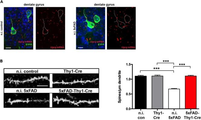 https://cdn.ncbi.nlm.nih.gov/pmc/blobs/da5d/6019486/1c2be94c5aea/fnmol-11-00206-g006.jpg