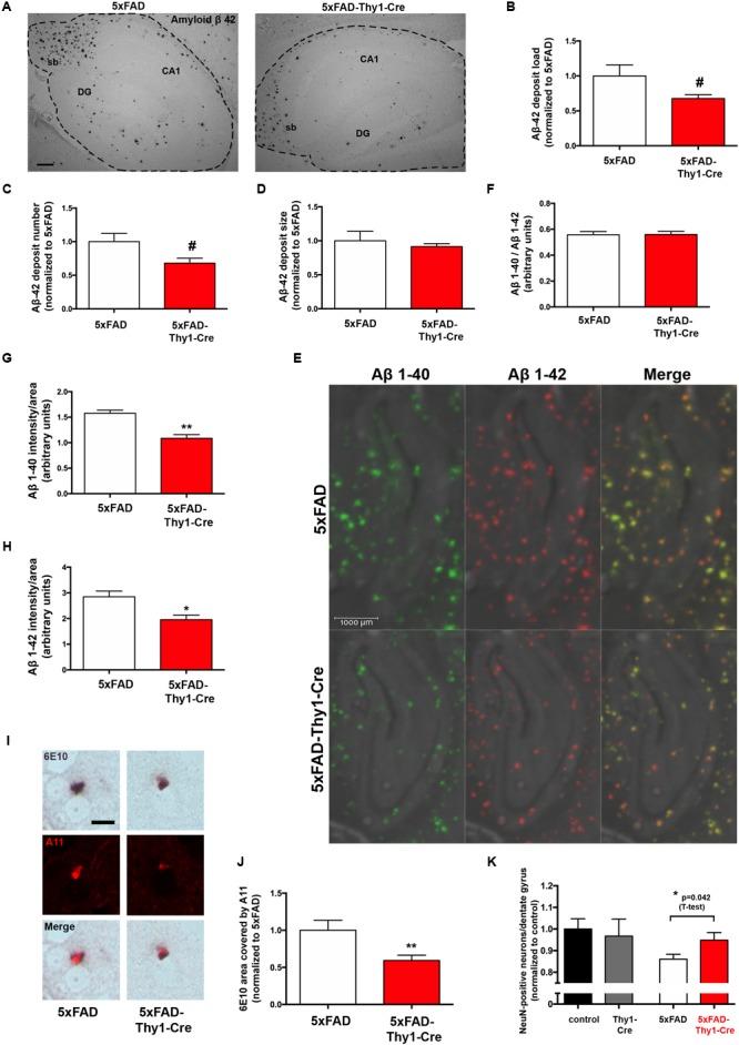 https://cdn.ncbi.nlm.nih.gov/pmc/blobs/da5d/6019486/ba0d58400cb2/fnmol-11-00206-g003.jpg