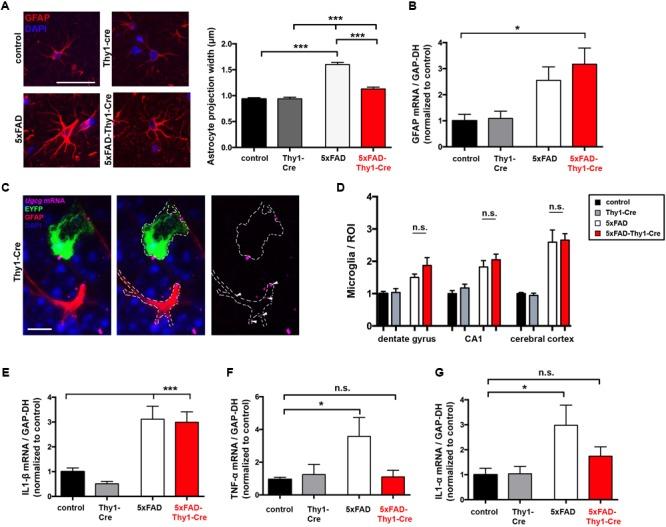 https://cdn.ncbi.nlm.nih.gov/pmc/blobs/da5d/6019486/e5108424494a/fnmol-11-00206-g007.jpg
