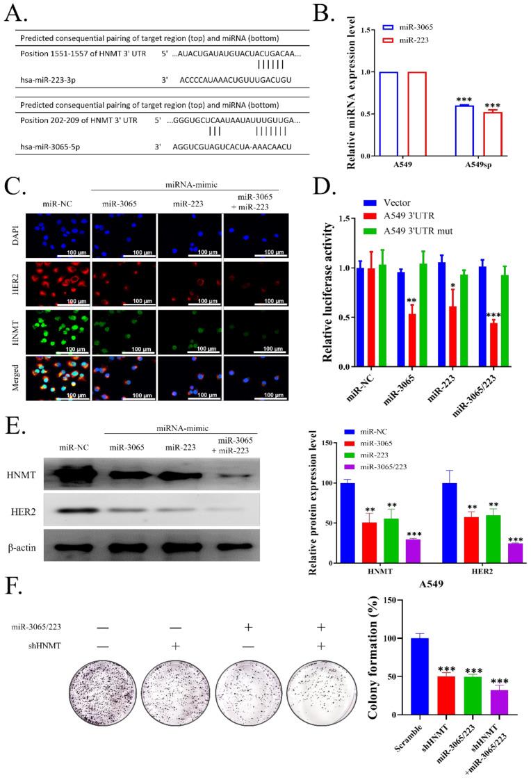 https://cdn.ncbi.nlm.nih.gov/pmc/blobs/da5d/8835856/1318be1fe4cc/ijms-23-01663-g004.jpg
