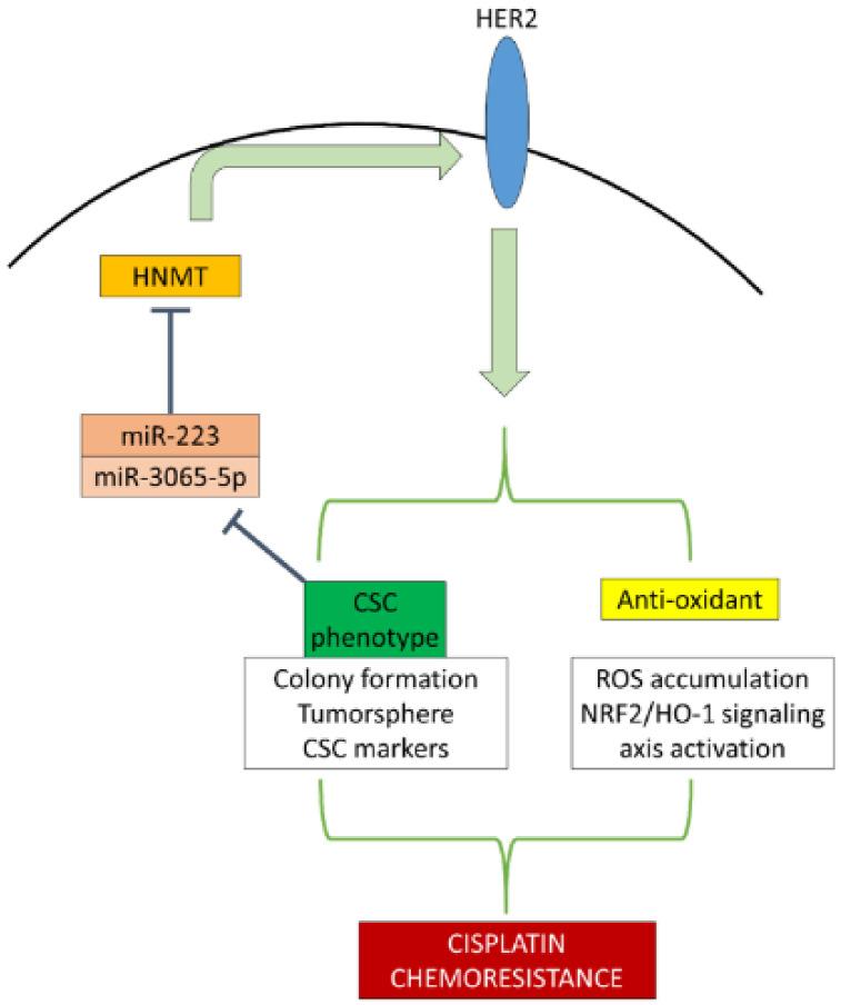 https://cdn.ncbi.nlm.nih.gov/pmc/blobs/da5d/8835856/1b26a7580d4b/ijms-23-01663-g007.jpg