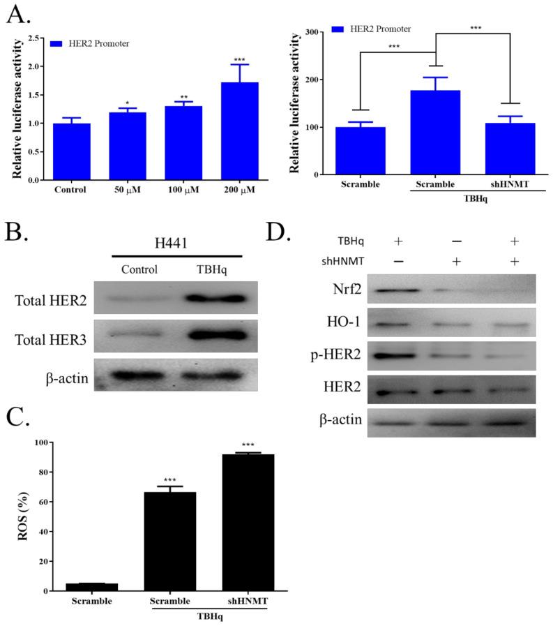 https://cdn.ncbi.nlm.nih.gov/pmc/blobs/da5d/8835856/b5388a09f61c/ijms-23-01663-g005.jpg