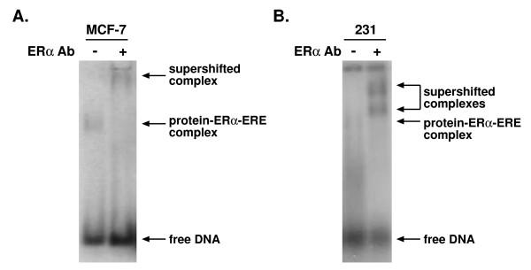 https://cdn.ncbi.nlm.nih.gov/pmc/blobs/da61/2585101/af261aac1f62/1471-2199-9-97-3.jpg