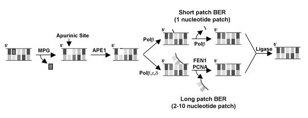 https://cdn.ncbi.nlm.nih.gov/pmc/blobs/da61/2585101/ebecb728d0a0/1471-2199-9-97-5.jpg