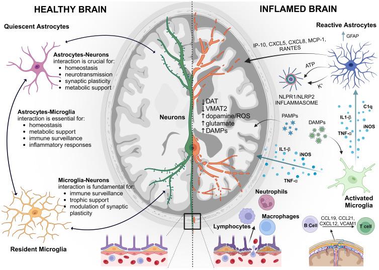 https://cdn.ncbi.nlm.nih.gov/pmc/blobs/da6b/11588692/74d4b26636b7/fimmu-15-1447567-g001.jpg