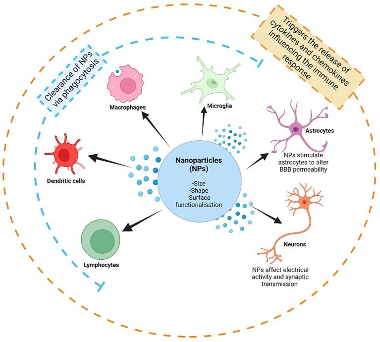 https://cdn.ncbi.nlm.nih.gov/pmc/blobs/da6b/11588692/879ba40386ae/fimmu-15-1447567-g002.jpg