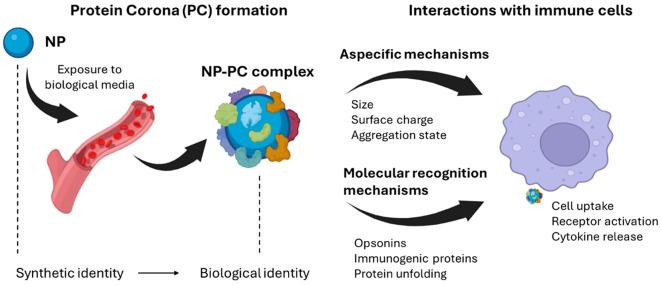 https://cdn.ncbi.nlm.nih.gov/pmc/blobs/da6b/11588692/d6892ff41b27/fimmu-15-1447567-g004.jpg