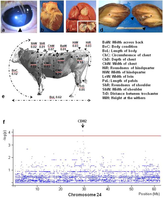 https://cdn.ncbi.nlm.nih.gov/pmc/blobs/da71/5597596/c513cec5ee37/41598_2017_11523_Fig4_HTML.jpg