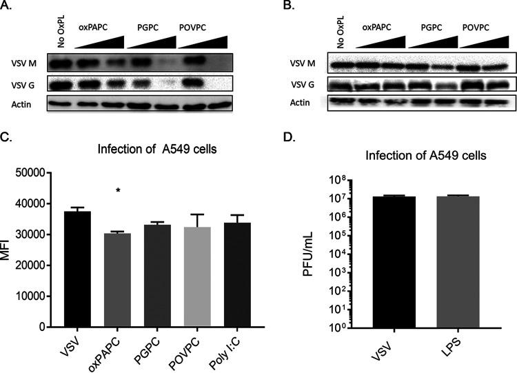 https://cdn.ncbi.nlm.nih.gov/pmc/blobs/da73/8092255/db1d39056f83/mBio.00584-21_f002.jpg
