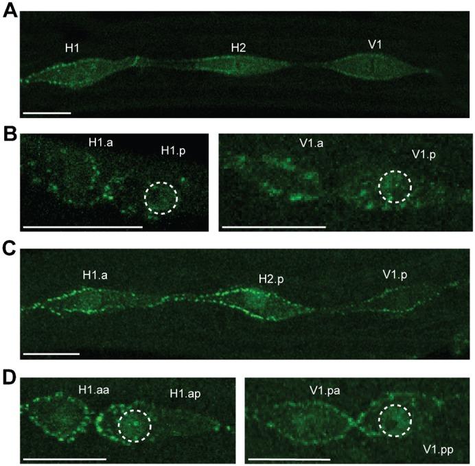 https://cdn.ncbi.nlm.nih.gov/pmc/blobs/da74/3711040/4d5532b26085/bio-02-07-718-f06.jpg