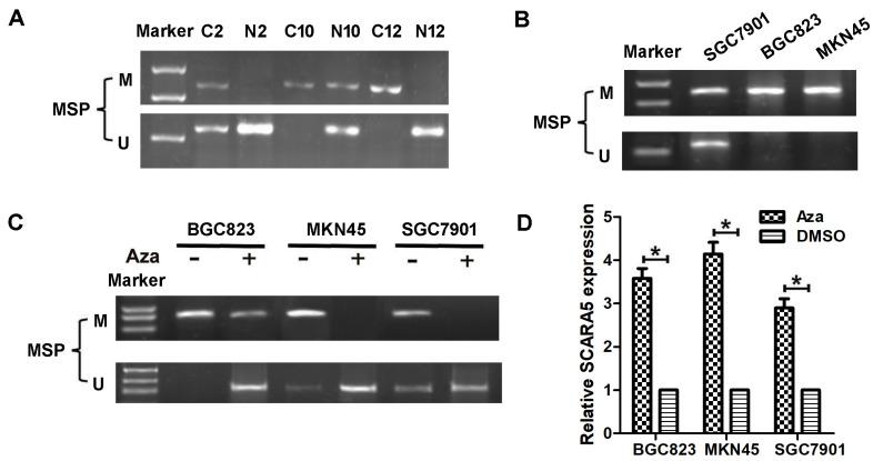 https://cdn.ncbi.nlm.nih.gov/pmc/blobs/da75/7974898/4345a3966e92/jcav12p2412g002.jpg