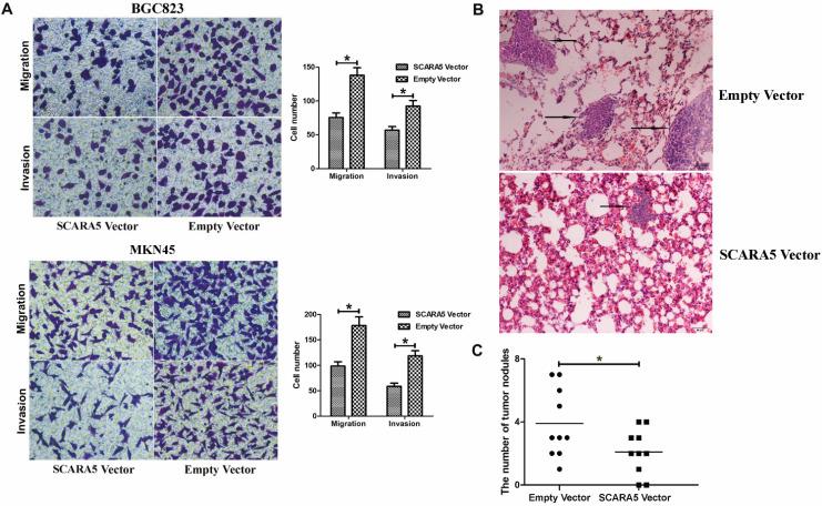 https://cdn.ncbi.nlm.nih.gov/pmc/blobs/da75/7974898/4b6d04a533bd/jcav12p2412g005.jpg