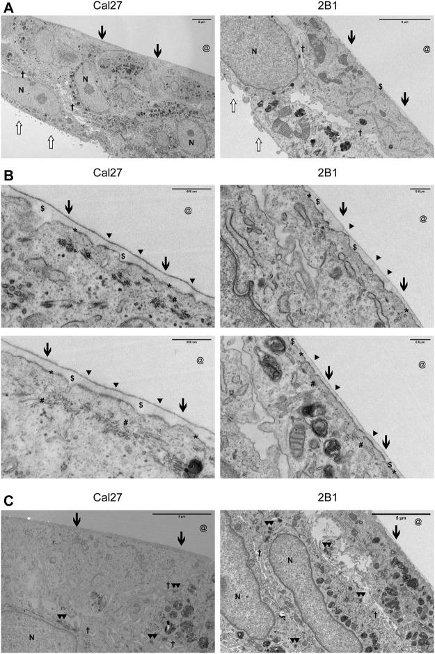 https://cdn.ncbi.nlm.nih.gov/pmc/blobs/da75/8716755/7686cf468fd6/fcell-09-786758-g004.jpg
