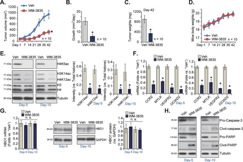 https://cdn.ncbi.nlm.nih.gov/pmc/blobs/da75/9884225/d2825da5313e/41419_2023_5606_Fig7_HTML.jpg