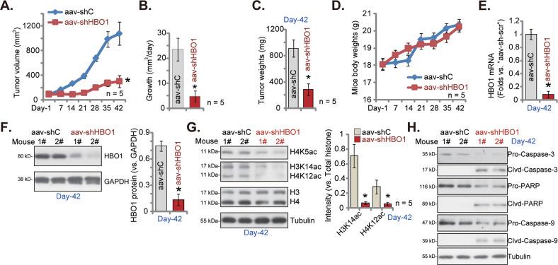 https://cdn.ncbi.nlm.nih.gov/pmc/blobs/da75/9884225/e4312ac78601/41419_2023_5606_Fig8_HTML.jpg